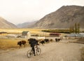 Lambs go on the Pamir highway. Tajikistan. Flocks of tired sheep are returning home along the stony Pamir road