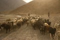 Lambs go on the Pamir highway. Tajikistan. Flocks of tired sheep are returning home along the stony Pamir road