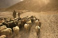 Lambs go on the Pamir highway. Tajikistan. Flocks of tired sheep are returning home along the stony Pamir road