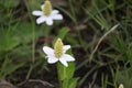 California Landscape - White with Green Center Cone Shaped Flowers along River - Pamo Valley San Diego California Mountains