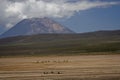 Pampa Canhauas and volcano El Misti Royalty Free Stock Photo