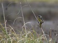 Pampa finch (Embernagra platensis) in its natural habitat