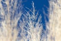Pampa grass Royalty Free Stock Photo