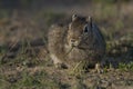 Pampas Cavi Royalty Free Stock Photo