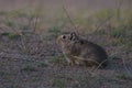 Pampas Cavi Royalty Free Stock Photo