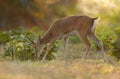 Pampas deer grazing at sunset Royalty Free Stock Photo