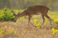 Pampas deer grazing at sunset Royalty Free Stock Photo