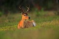 Pampas Deer, Ozotoceros bezoarticus, sitting in the green grass, Pantanal, Brazil