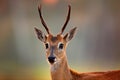 Pampas Deer, Ozotoceros bezoarticus, sitting in the green grass, Pantanal, Brazil. Wildlife scene from nature. Deer, nature habita