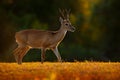 Pampas Deer, Ozotoceros bezoarticus, sitting in the green grass, Pantanal, Brazil. Wildlife scene from nature. Deer, nature habita