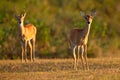 Pampas Deer, Ozotoceros bezoarticus, sitting in the green grass, Pantanal, Brazil. Wildlife scene from nature. Pair if deer, natur