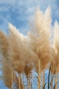 Pampas dominate with a cloudy sky background