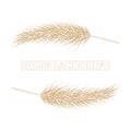 Pampas dry grass frame. Branch of pampas grass. Panicle, feather flower head. Vector