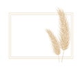 Pampas dry grass frame. Branch of pampas grass. Panicle, feather flower head. Vector