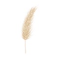 Pampas dry grass. One branch of pampas grass. Panicle, feather flower head. Vector