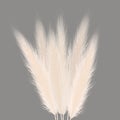 Pampas golden grass sheaf on grey. Vector illustration. panicle Cortaderia selloana bouquet South America. ornamental Royalty Free Stock Photo