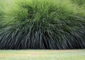 Pampas grass Royalty Free Stock Photo