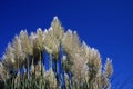 Pampas Grass Royalty Free Stock Photo