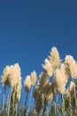 Pampas grass