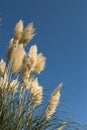 Pampas grass