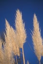 Pampas Grass Royalty Free Stock Photo