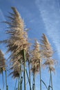 Pampas grass Royalty Free Stock Photo