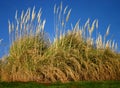Pampas Grass Royalty Free Stock Photo