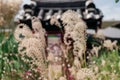 Pampas grass against blue sky, with green foliage and yellow flowers Royalty Free Stock Photo