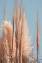 Pampas grass against blue sky, minimal trendy art nature poster