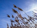 Pampas grass against and blue sky Royalty Free Stock Photo