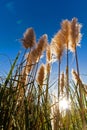 Pampas grass aka Cortaderia selloana silhouette or backlit