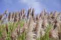 Pampas Grass Background