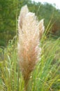 Pampas grass backlit by sun Royalty Free Stock Photo