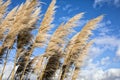 Pampas Grass Royalty Free Stock Photo