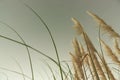 Pampas grass in bloom Royalty Free Stock Photo