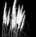 Pampas grass in bloom Royalty Free Stock Photo