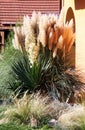 Pampas grass blooms Royalty Free Stock Photo