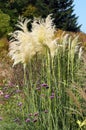 Pampas grass blooms Royalty Free Stock Photo