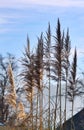 Pampas grass blooms Royalty Free Stock Photo