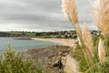 Pampas grass blowing in the wind against a coastal view