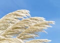 Pampas grass blowing in the wind, close up Royalty Free Stock Photo