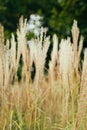 Pampas grass blowing in the wind. Cortaderia selloana moving in the wind. Bright and clear scene Royalty Free Stock Photo