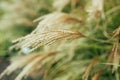 Pampas grass blowing in the wind. Cortaderia selloana moving in the wind. Bright and clear scene Royalty Free Stock Photo