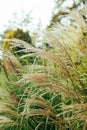 Pampas grass blowing in the wind. Cortaderia selloana moving in the wind. Bright and clear scene Royalty Free Stock Photo