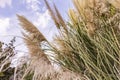 Pampas grass blowing in the wind Royalty Free Stock Photo