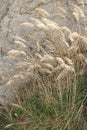 Pampas grass blowing in the wind and sunlight, golden and silver Royalty Free Stock Photo