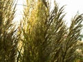 Close up of beautiful Pampas grass with a light blue sky and clouds. Toitoi or Toetoe Grass Heads