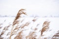 Pampas grass branches on the background of winter nature.