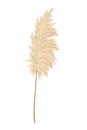 Pampas grass branches. Dry feathery head plumes, used in flower arrangements, ornamental displays, interior decoration Royalty Free Stock Photo