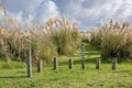 Pampas grass called Toitoi growing behind the beach in New Zealand